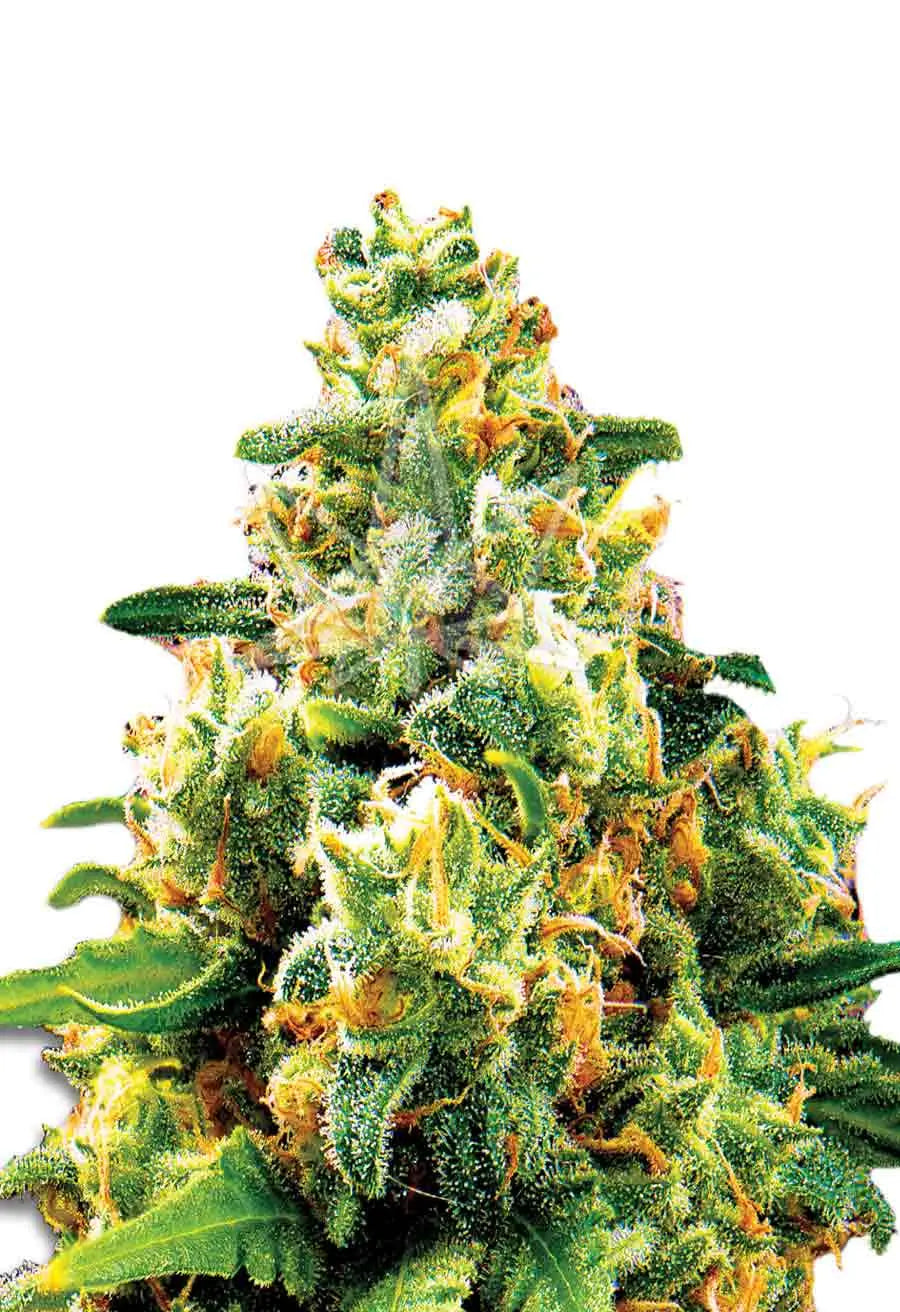 Sonoma Seeds LA Confidential Feminized Cannabis Seeds, Pack of 5 Sonoma Seeds
