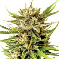 Sonoma Seeds Northern Berry Autoflower Cannabis Seeds, Pack of 5 Sonoma Seeds