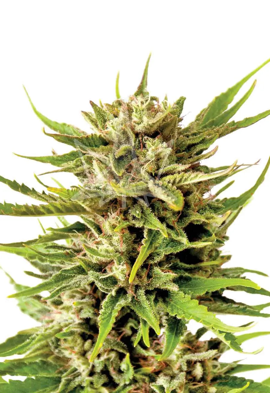 Sonoma Seeds Northern Berry Autoflower Cannabis Seeds, Pack of 5 Sonoma Seeds