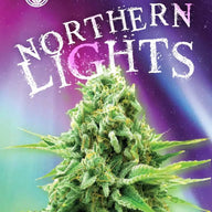 Sonoma Seeds Northern Lights Feminized Cannabis Seeds, Pack of 5 Sonoma Seeds