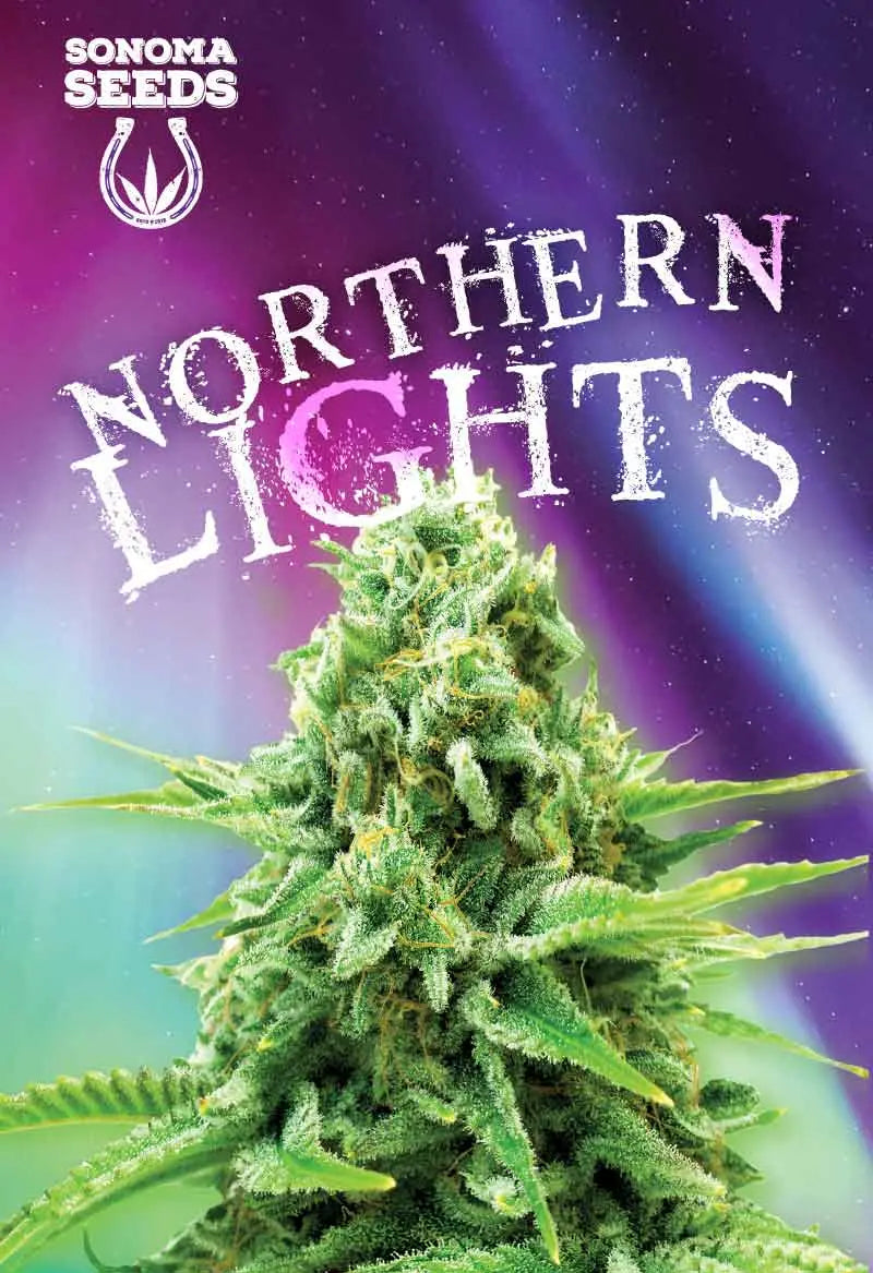 Sonoma Seeds Northern Lights Feminized Cannabis Seeds, Pack of 5 Sonoma Seeds