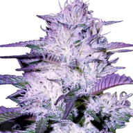 Sonoma Seeds Purple Kush Autoflower Cannabis Seeds, Pack of 5 Sonoma Seeds