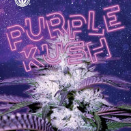 Sonoma Seeds Purple Kush Autoflower Cannabis Seeds, Pack of 5 Sonoma Seeds