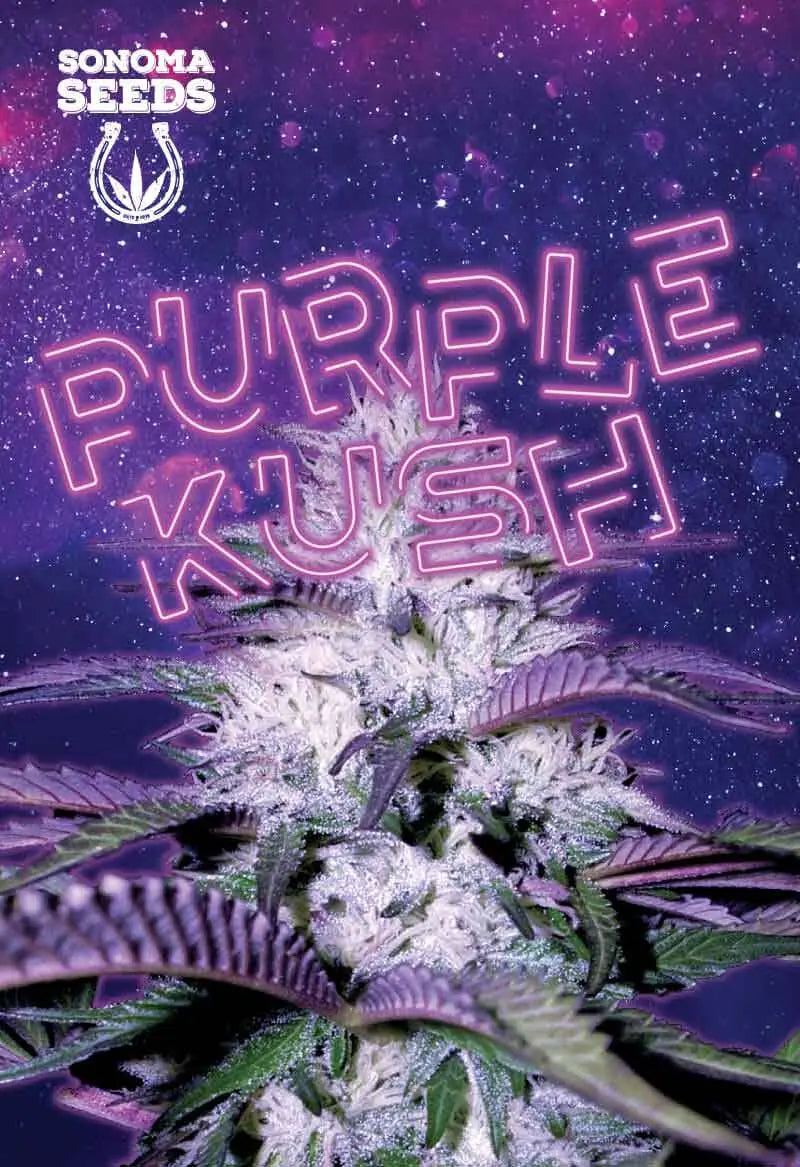Sonoma Seeds Purple Kush Autoflower Cannabis Seeds, Pack of 5 Sonoma Seeds