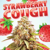 Sonoma Seeds Strawberry Cough Autoflower Cannabis Seeds, Pack of 5 Sonoma Seeds