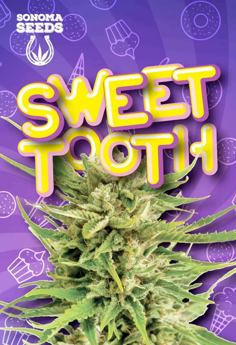 Sonoma Seeds Sweet Tooth Feminized Cannabis Seeds, Pack of 5 Sonoma Seeds