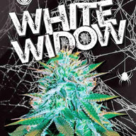 Sonoma Seeds White Widow Autoflower Cannabis Seeds, Pack of 5 Sonoma Seeds