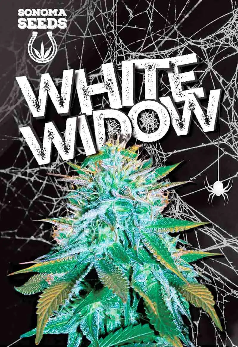 Sonoma Seeds White Widow Autoflower Cannabis Seeds, Pack of 5 Sonoma Seeds