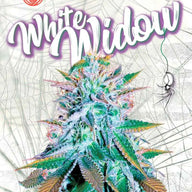 Sonoma Seeds White Widow Feminized Cannabis Seeds, Pack of 5 Sonoma Seeds