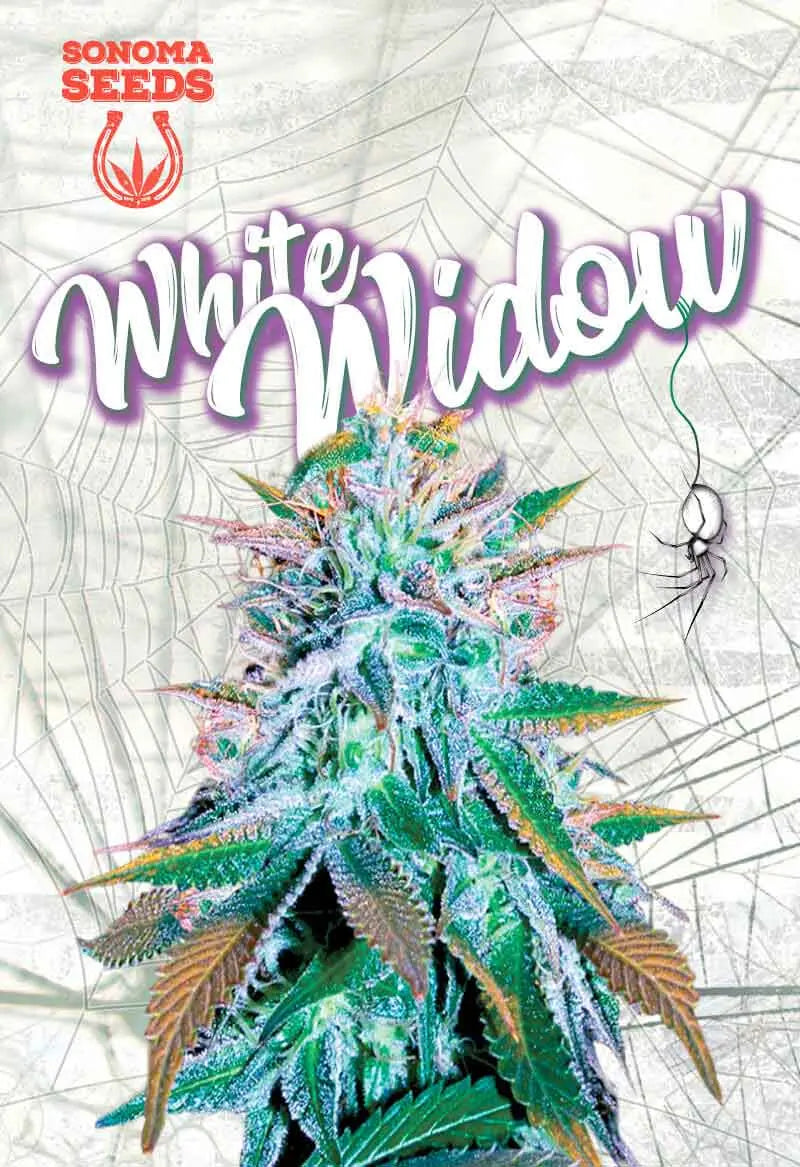 Sonoma Seeds White Widow Feminized Cannabis Seeds, Pack of 5 Sonoma Seeds