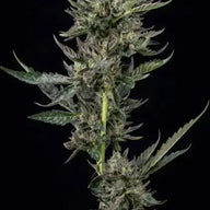 Notorius THC Feminized Cannabis Seeds By Humboldt Seed Company Humboldt Seed Company