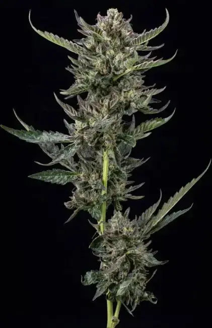 Notorius THC Feminized Cannabis Seeds By Humboldt Seed Company Humboldt Seed Company
