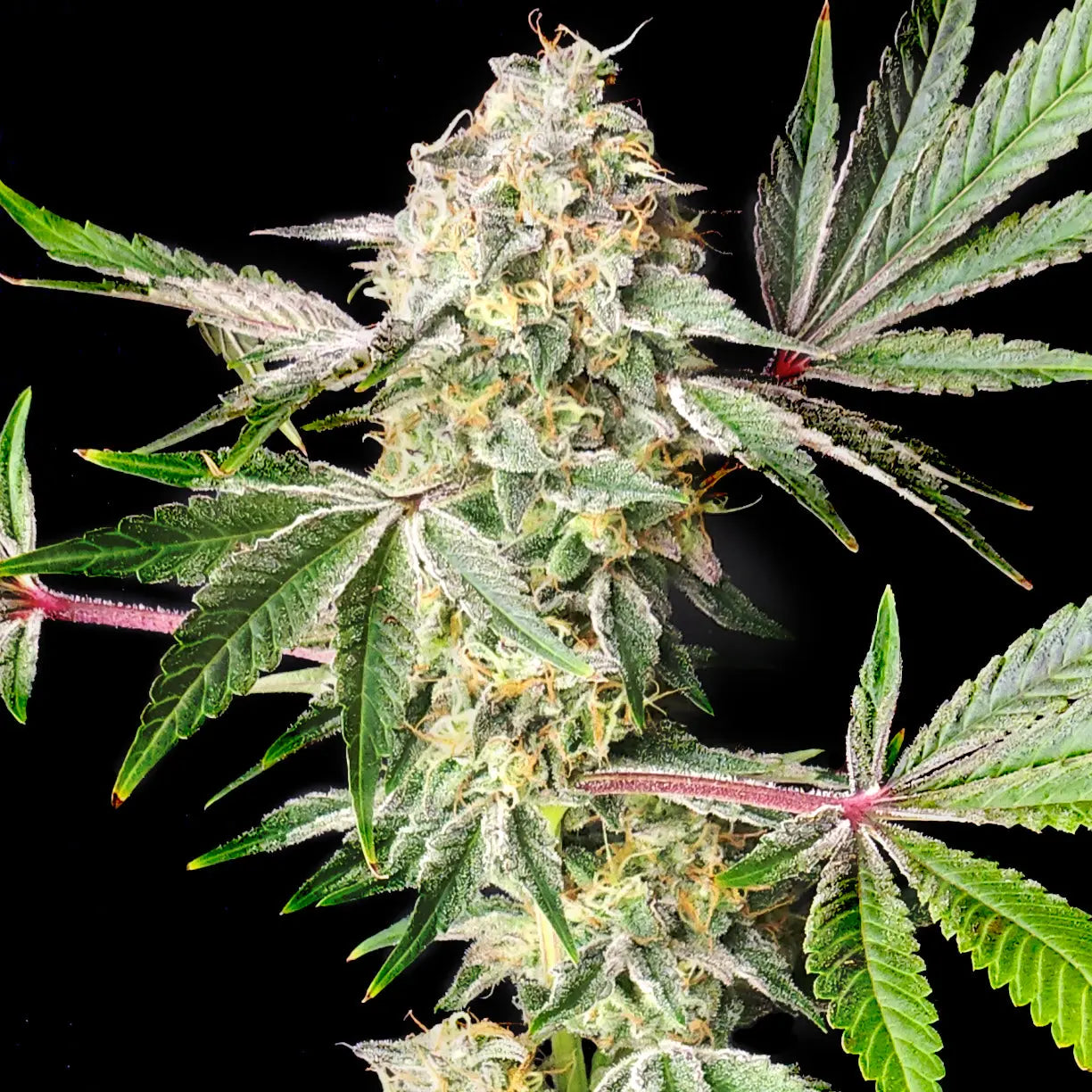 Sour Cherry Candy Feminized Cannabis Seeds By Elev8 Seeds Elev8 Seeds