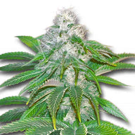 Sour Diesel Feminized Cannabis Seeds By Crop King Seeds Crop King Seeds