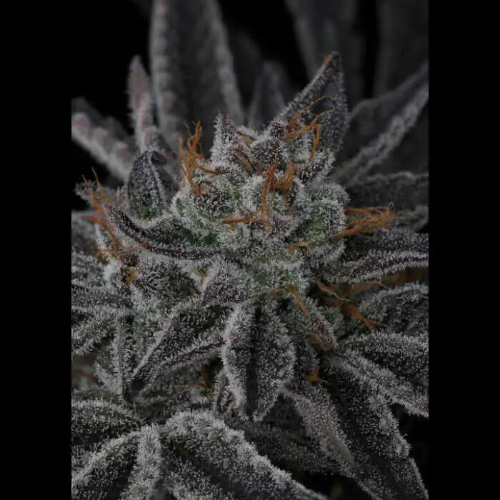 Sparkleface Feminized Cannabis Seeds By Twenty20 Mendocino Twenty20 Mendocino