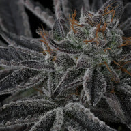 Sparkleface Feminized Cannabis Seeds By Twenty20 Mendocino Twenty20 Mendocino