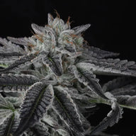 Sparkleface Feminized Cannabis Seeds By Twenty20 Mendocino Twenty20 Mendocino