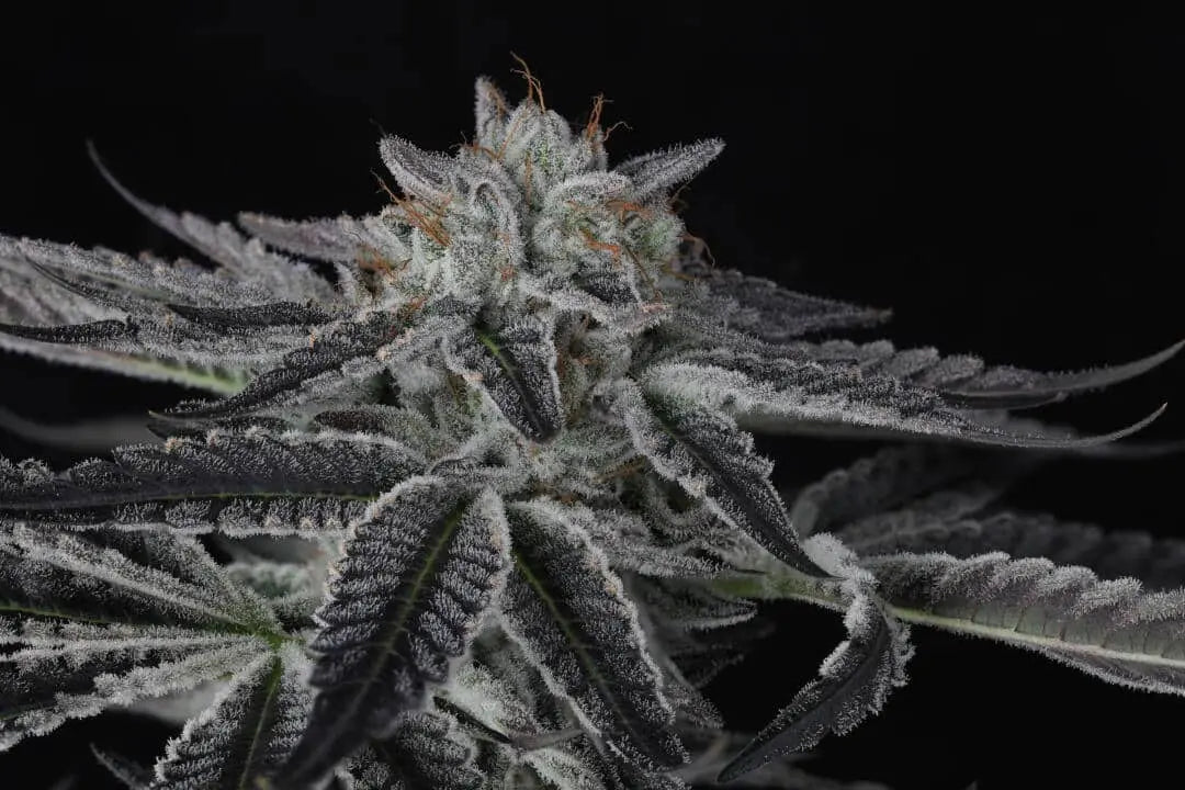 Sparkleface Feminized Cannabis Seeds By Twenty20 Mendocino Twenty20 Mendocino