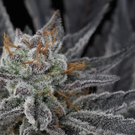 Sparkleface Feminized Cannabis Seeds By Twenty20 Mendocino Twenty20 Mendocino