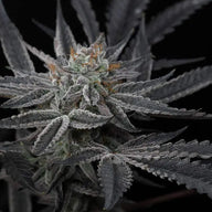 Sparkleface Feminized Cannabis Seeds By Twenty20 Mendocino Twenty20 Mendocino