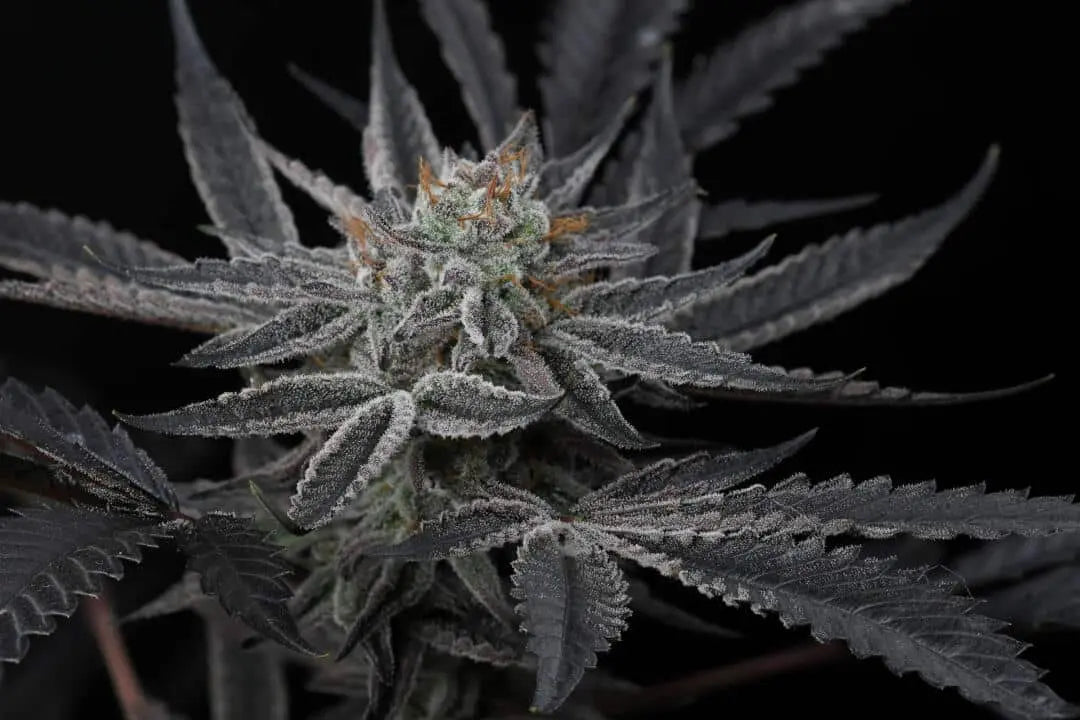 Sparkleface Feminized Cannabis Seeds By Twenty20 Mendocino Twenty20 Mendocino