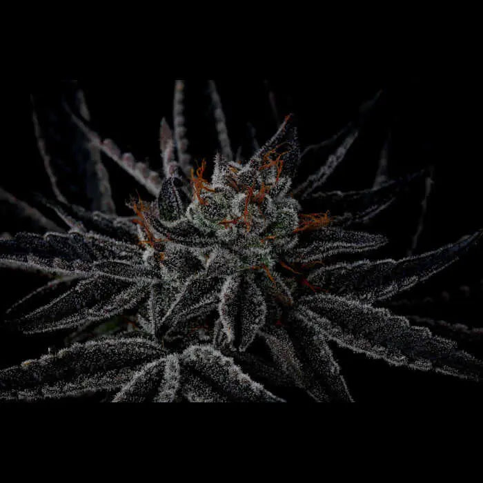 Sparkleface Feminized Cannabis Seeds By Twenty20 Mendocino Twenty20 Mendocino