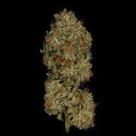 Sparkleface Feminized Cannabis Seeds By Twenty20 Mendocino Twenty20 Mendocino