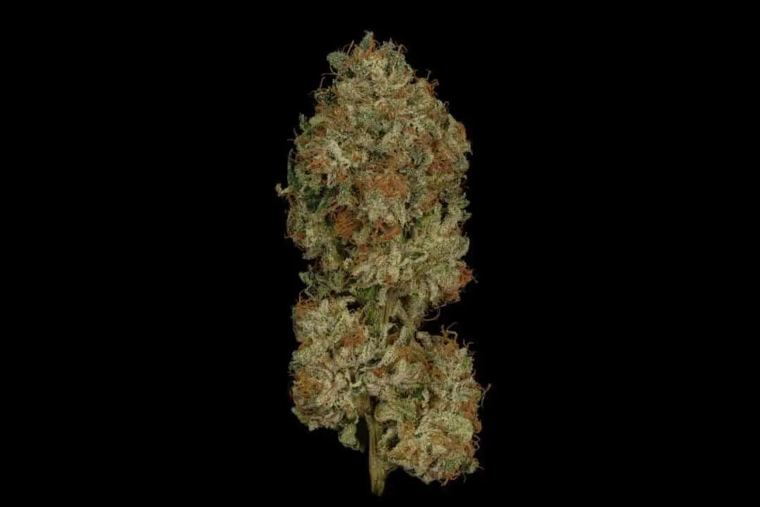 Sparkleface Feminized Cannabis Seeds By Twenty20 Mendocino Twenty20 Mendocino