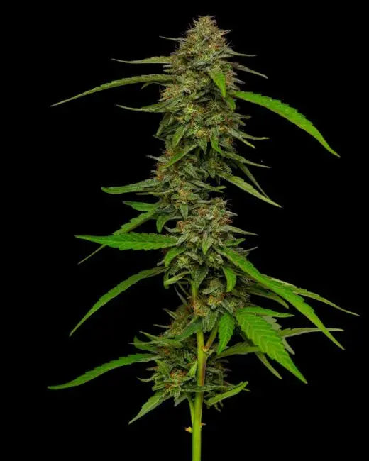 Strawberry Cheesecake Feminized Cannabis Seeds By Humboldt Seed Company Humboldt Seed Company
