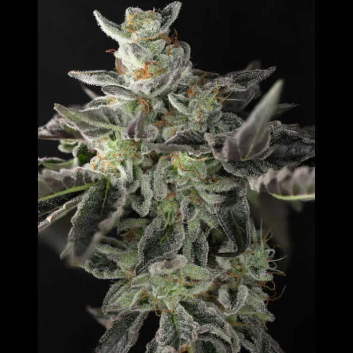 Sugar & Spice Feminized Cannabis Seeds By Twenty20 Mendocino Twenty20 Mendocino