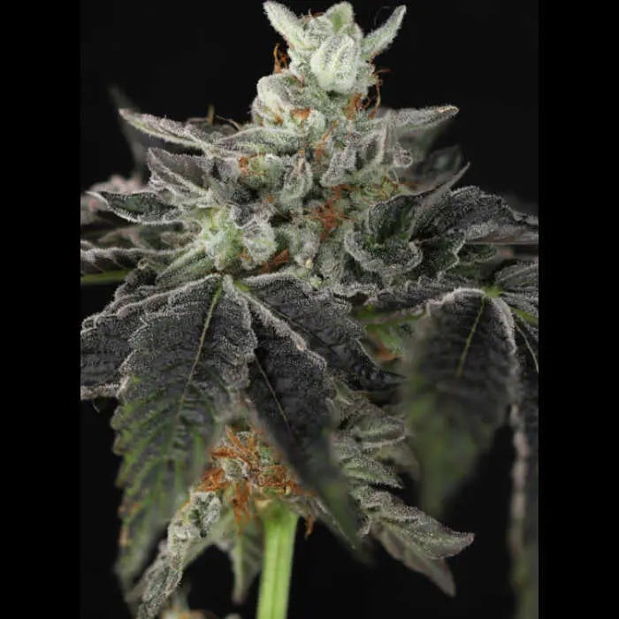 Sugar & Spice Feminized Cannabis Seeds By Twenty20 Mendocino Twenty20 Mendocino