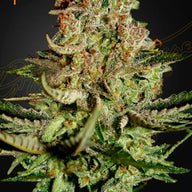 Super Bud Feminized Cannabis Seeds By Green House Seed Co. Green House Seed Co.