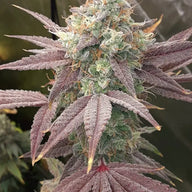 Supersonic Blizzard Feminized Cannabis Seeds By Elev8 Seeds Elev8 Seeds
