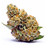 Sweet Tooth Autoflowering Cannabis Seeds By Sunwest Genetics Sunwest Genetics
