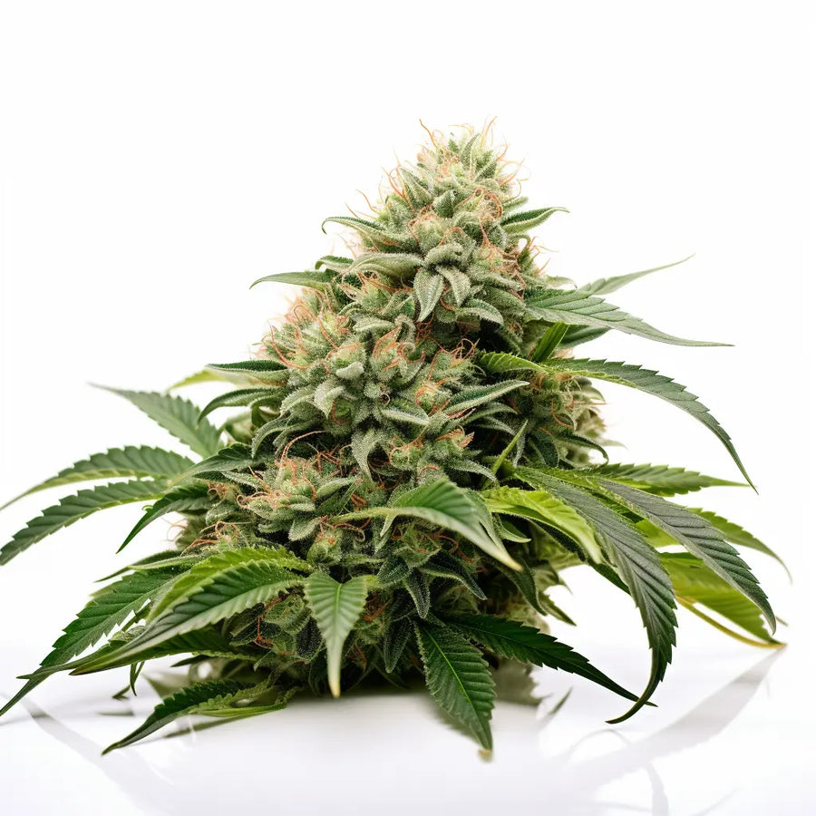 Sweet Tooth Feminized Cannabis Seeds By Sonoma Seeds Sonoma Seeds