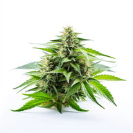 Sweet Tooth Feminized Cannabis Seeds By Sonoma Seeds Sonoma Seeds