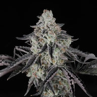 The Spice F2 Feminized Cannabis Seeds By Twenty20 Mendocino Twenty20 Mendocino