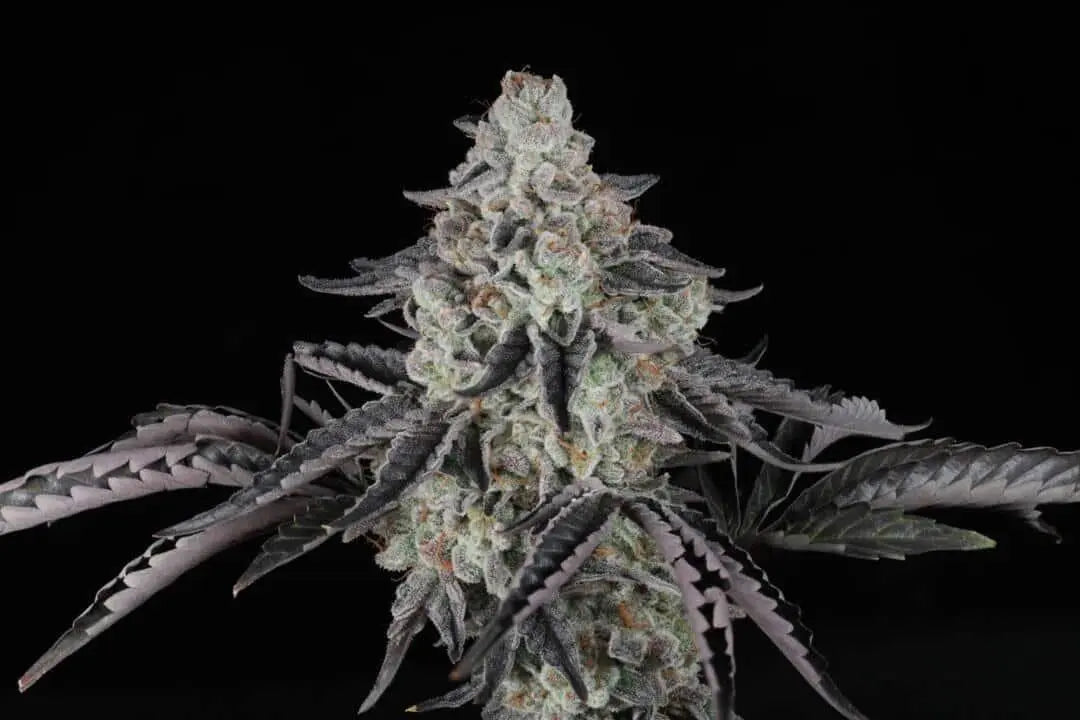 The Spice F2 Feminized Cannabis Seeds By Twenty20 Mendocino Twenty20 Mendocino