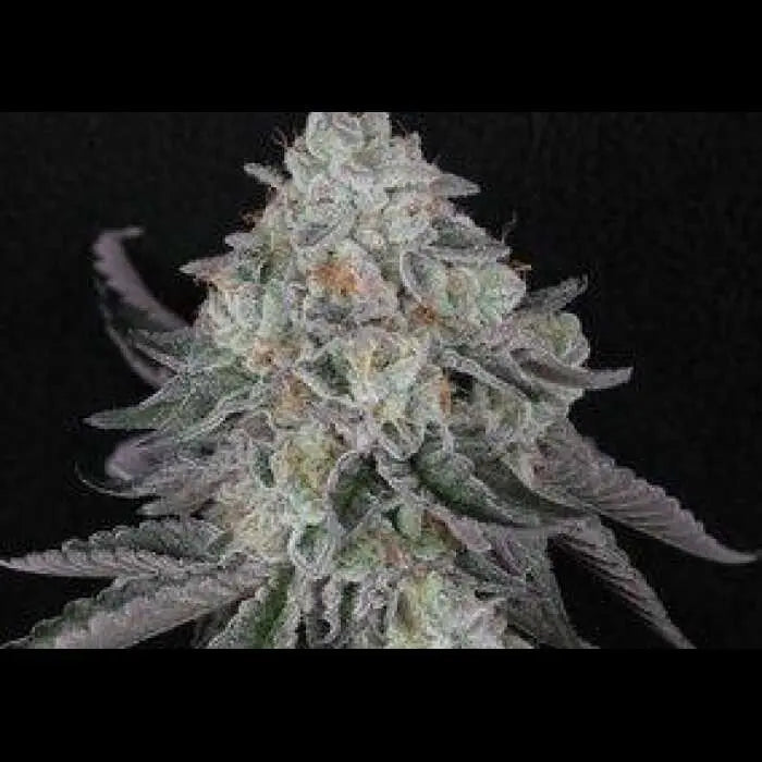 The Spice F2 Feminized Cannabis Seeds By Twenty20 Mendocino Twenty20 Mendocino