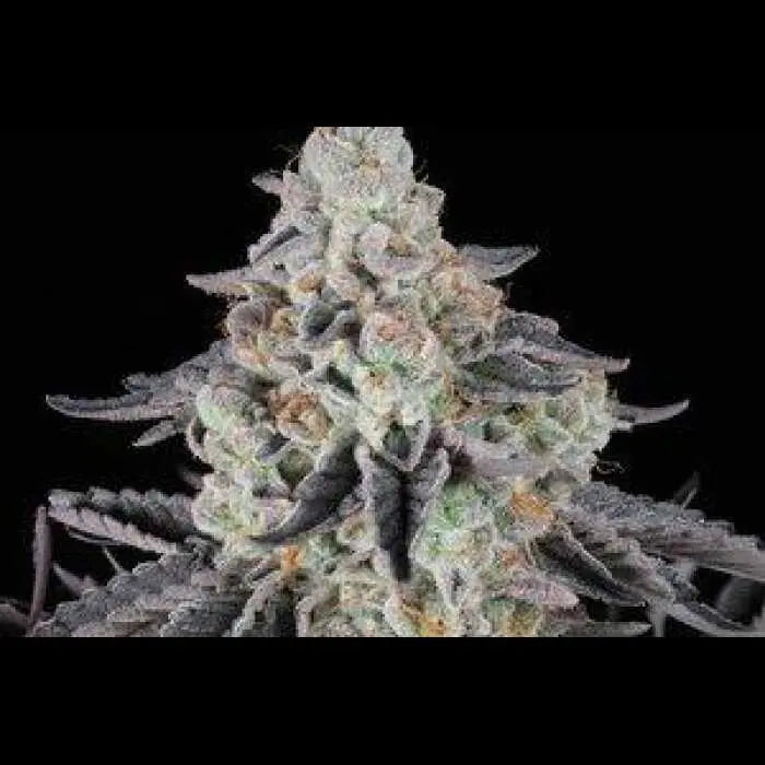 The Spice F2 Feminized Cannabis Seeds By Twenty20 Mendocino Twenty20 Mendocino