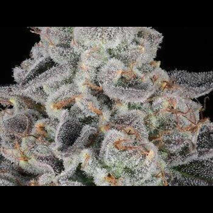 The Spice F2 Feminized Cannabis Seeds By Twenty20 Mendocino Twenty20 Mendocino