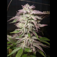 The Spice F2 Feminized Cannabis Seeds By Twenty20 Mendocino Twenty20 Mendocino