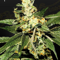 Train Wreck Feminized Cannabis Seeds By Green House Seed Co. Green House Seed Co.