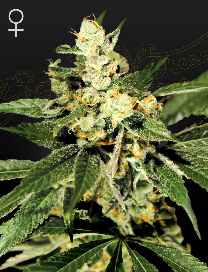 Train Wreck Feminized Cannabis Seeds By Green House Seed Co. Green House Seed Co.