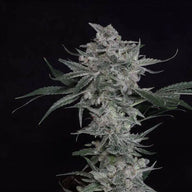 Trainwreck (Arcata Cut) Feminized Cannabis Seeds By Twenty20 Mendocino Twenty20 Mendocino