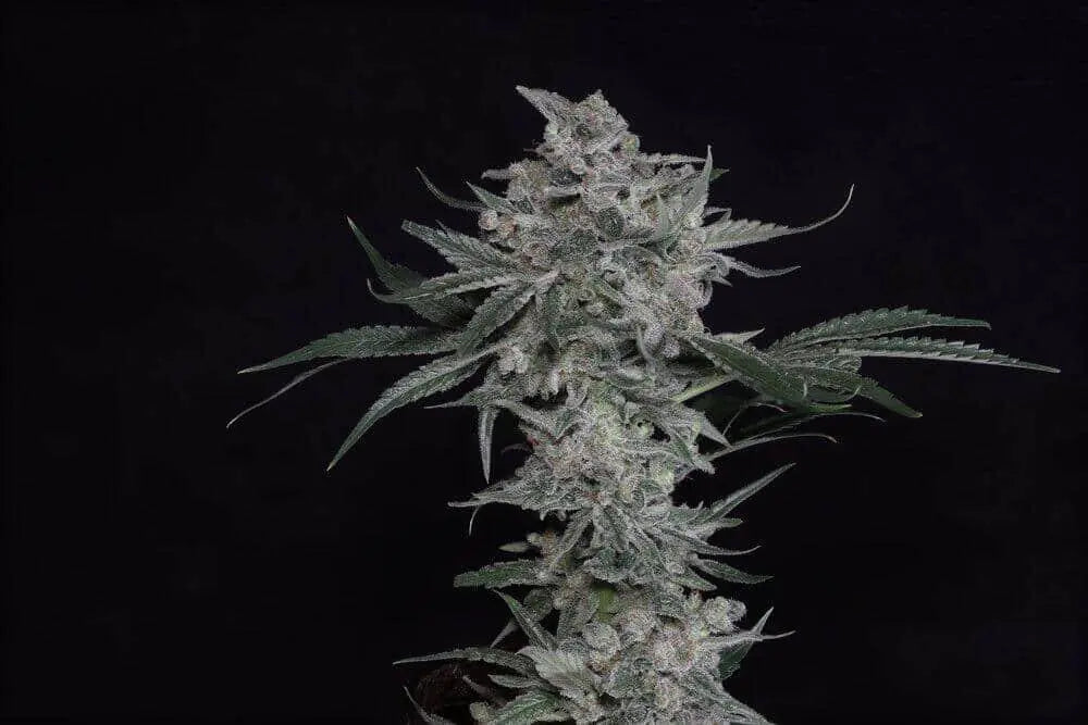 Trainwreck (Arcata Cut) Feminized Cannabis Seeds By Twenty20 Mendocino Twenty20 Mendocino