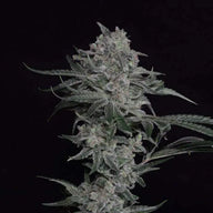 Trainwreck (Arcata Cut) Feminized Cannabis Seeds By Twenty20 Mendocino Twenty20 Mendocino