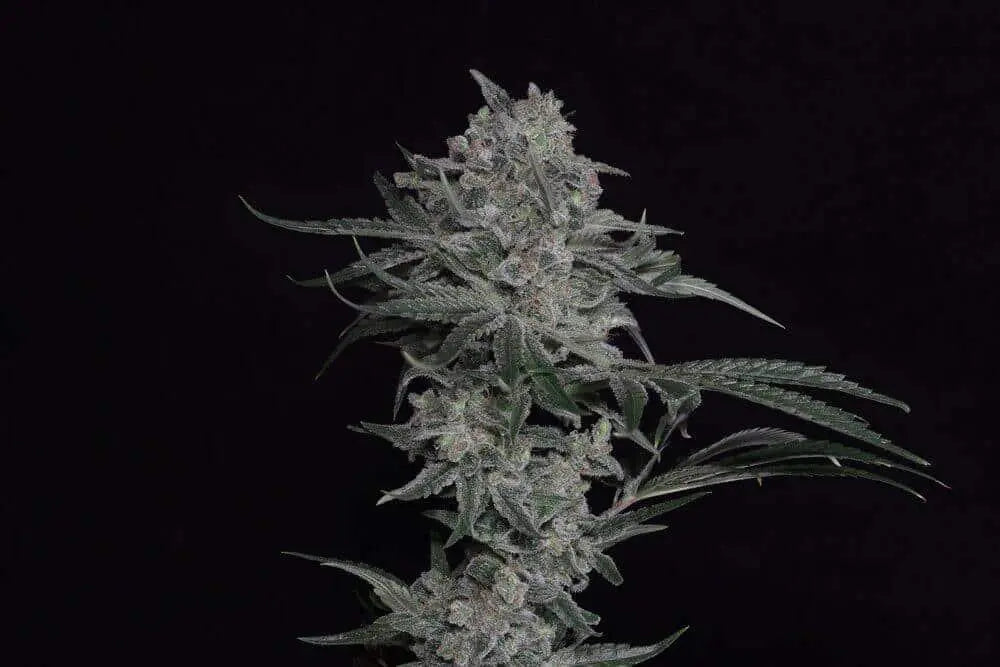 Trainwreck (Arcata Cut) Feminized Cannabis Seeds By Twenty20 Mendocino Twenty20 Mendocino