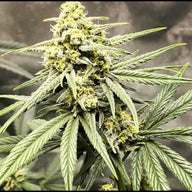 Trainwreck (Arcata Cut) Feminized Cannabis Seeds By Twenty20 Mendocino Twenty20 Mendocino