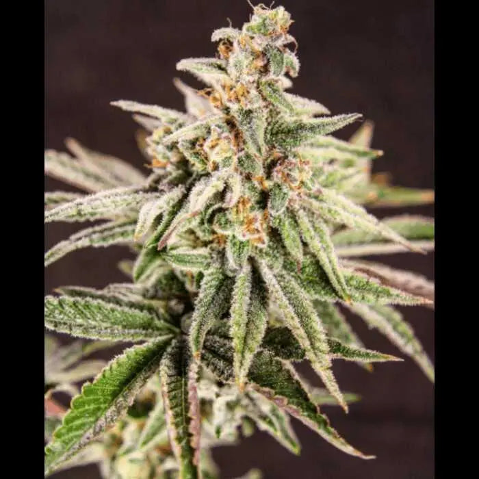 Trainwreck (Arcata Cut) Feminized Cannabis Seeds By Twenty20 Mendocino Twenty20 Mendocino